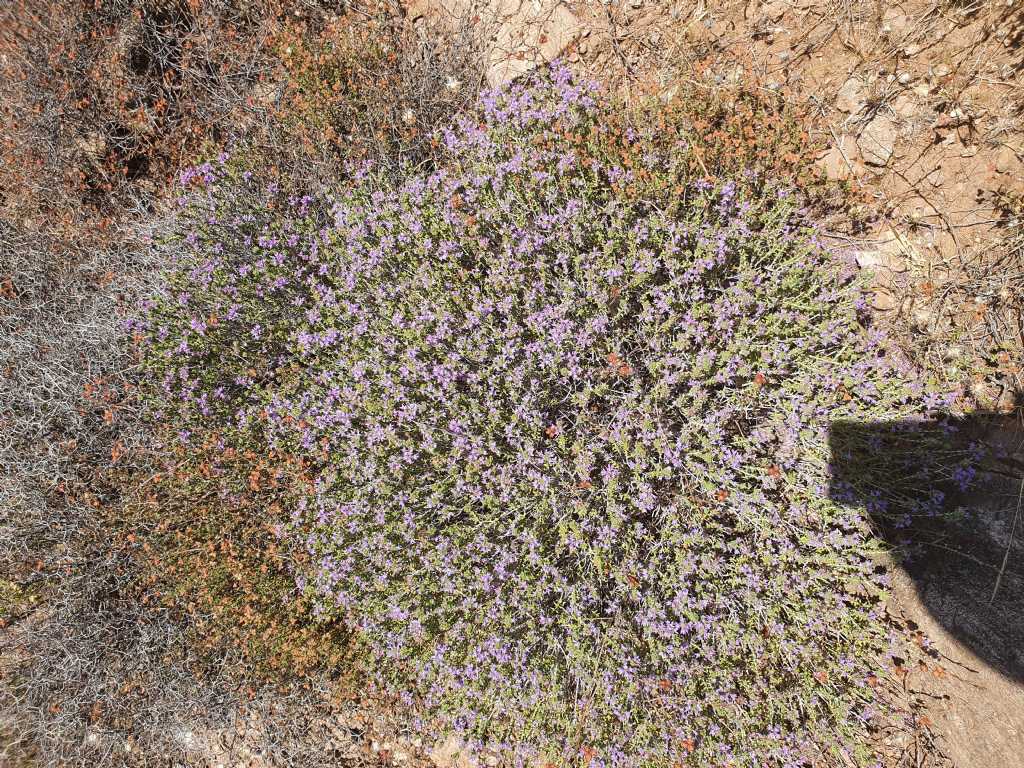 Altra pianta fotografata in Grecia